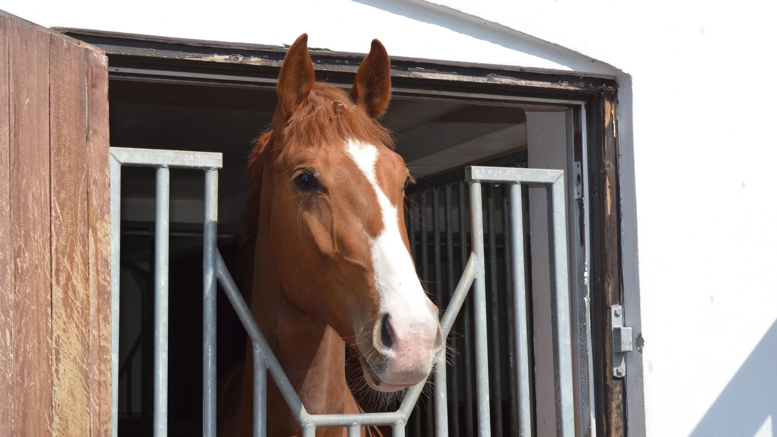 DV, KWPN, Hannoveraner eller Oldenburger – hvad er forskellen egentlig?