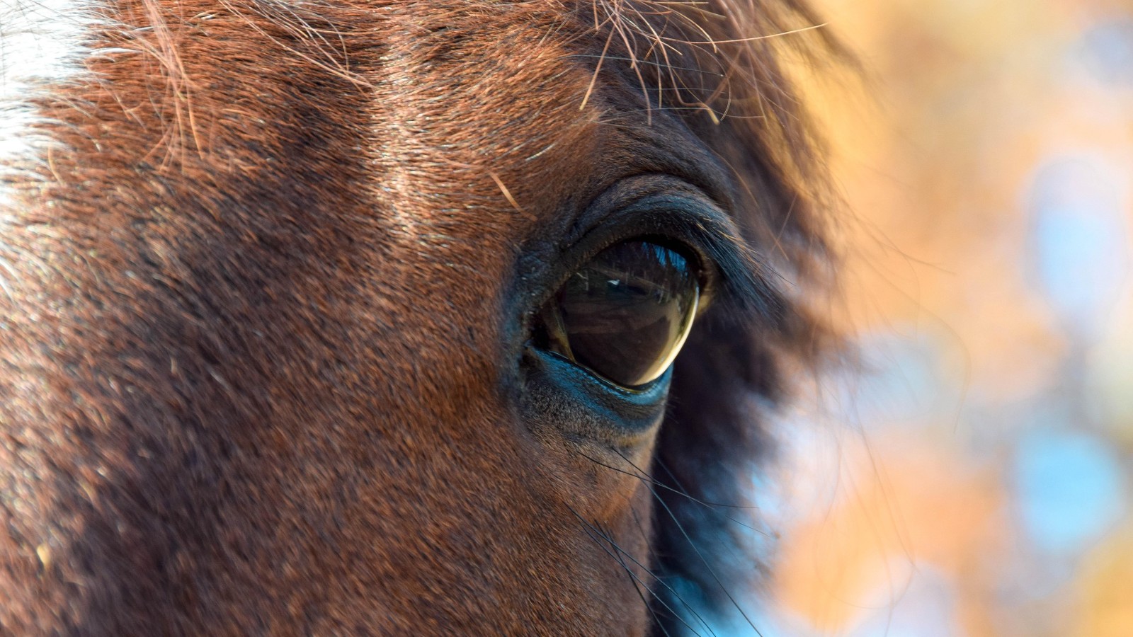 5 tegn på, at din hest trives