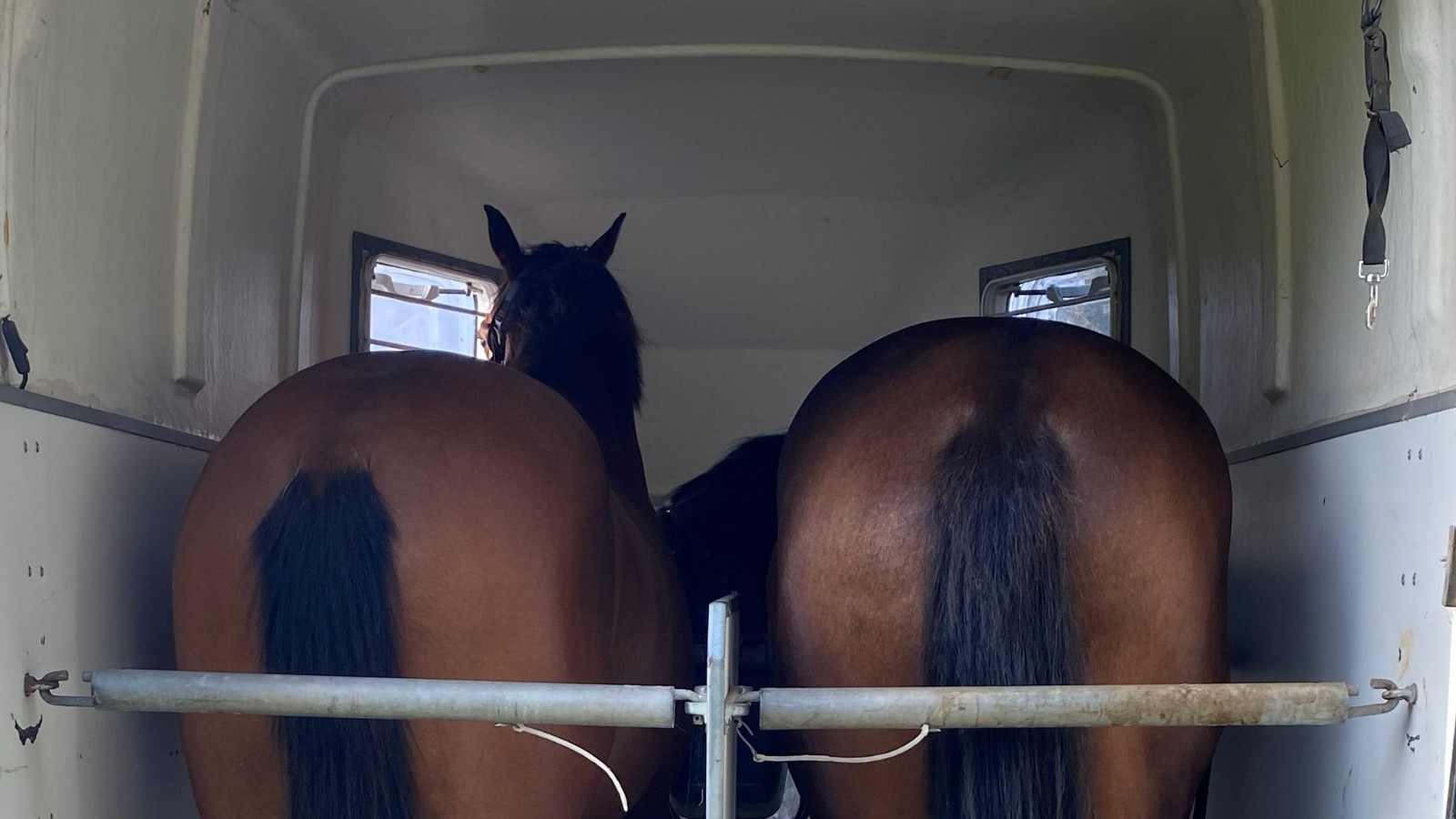 Hvad sker der med hesten under transport?
